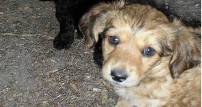 Το Φιλοζωικό Σωματείο Λήμνου για τα εντάλματα πληρωμής που υπέγραψε ο Δήμος του νησιού