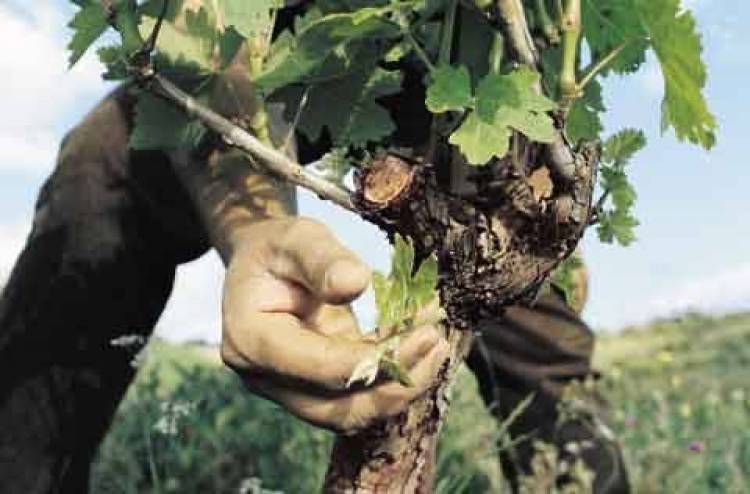 Ανακοινώθηκαν οι καταστάσεις με τους δικαιούχους της βιολογικής καλλιέργειας