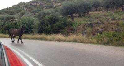 Άλογα στη μέση του δρόμου Θέρμων – Κορνού