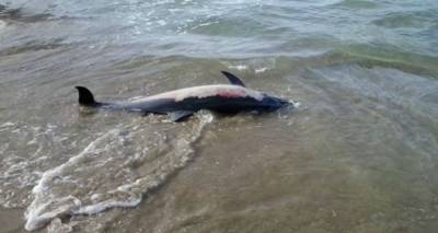 Νεκρό δελφίνι εντοπίστηκε στο Θάνος