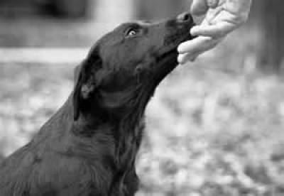 &Delta;&iota;&alpha;&lambda;έ&xi;&epsilon;&iota;&sigmaf; &gamma;&iota;&alpha; &tau;&alpha; &alpha;&delta;έ&sigma;&pi;&omicron;&tau;&alpha; &sigma;&epsilon; &delta;&eta;&mu;&omicron;&tau;&iota;&kappa;ά &sigma;&chi;&omicron;&lambda;&epsilon;ί&alpha;