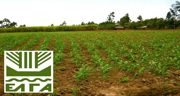 ΕΛΓΑ: Αποζημιώσεις 254.800 ευρώ στους δικαιούχους του Νομού Λέσβου την Παρασκευή