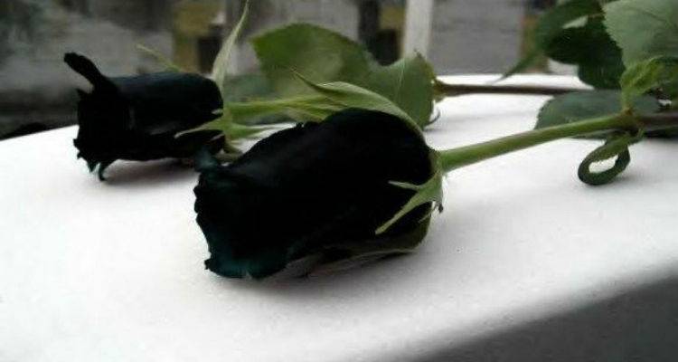 &Omicron; &Alpha;.&Omicron; &Eta;&phi;&alpha;&iota;&sigma;&tau;ί&alpha; &Kappa;&omicron;&nu;&tau;&omicron;&pi;&omicron;&upsilon;&lambda;ί&omicron;&upsilon; &gamma;&iota;&alpha; &tau;&omicron; &chi;&alpha;&mu;ό &tau;&omicron;&upsilon; &Alpha;&theta;&alpha;&nu;ά&sigma;&iota;&omicron;&upsilon; &Lambda;&alpha;&delta;ά