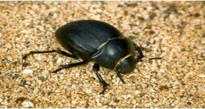 Γέμισε σκαθάρια η αγορά της Μύρινας