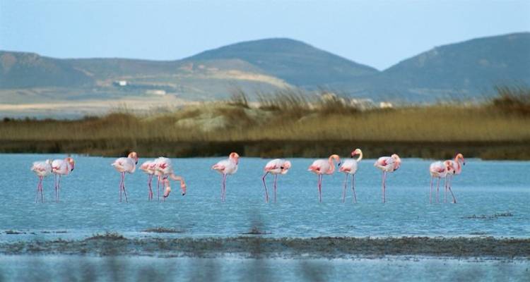 &Kappa;&alpha;&iota;&rho;ό&sigmaf;: &Alpha;&nu;ά&sigma;&tau;&alpha;&sigma;&eta; &mu;&epsilon; &omicron;&mu;&pi;&rho;έ&lambda;&epsilon;&sigmaf;, &alpha;&lambda;&lambda;&alpha;&gamma;ή &sigma;&kappa;&eta;&nu;&iota;&kappa;&omicron;ύ &tau;&eta;&nu; &Kappa;&upsilon;&rho;&iota;&alpha;&kappa;ή &tau;&omicron;&upsilon; &Pi;ά&sigma;&chi;&alpha; -&Pi;&omicron;&iota;&omicron;&iota; &theta;&alpha; &sigma;&omicron;&upsilon;&beta;&lambda;ί&sigma;&omicron;&upsilon;&nu; &sigma;&epsilon; &upsilon;&pi;ό&sigma;&tau;&epsilon;&gamma;&alpha;