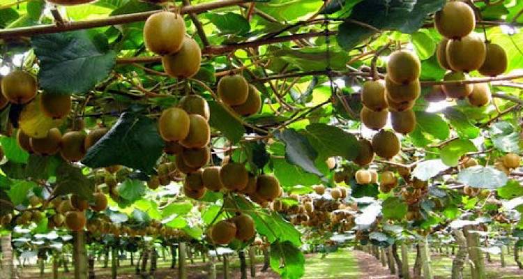 Φέτα, λάδι, τώρα και ακτινίδιο