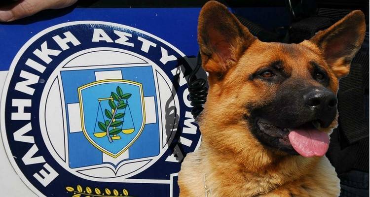 Εντατικοποιούνται στο Β. Αιγαίο οι έλεγχοι για την αντιμετώπιση περιστατικών κακοποίησης ζώων