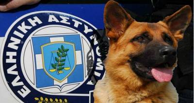 Εντατικοποιούνται στο Β. Αιγαίο οι έλεγχοι για την αντιμετώπιση περιστατικών κακοποίησης ζώων