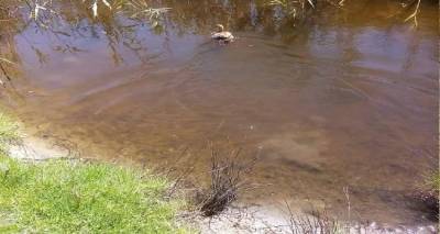 &Mu;. &Chi;&alpha;&rho;&alpha;&lambda;&alpha;&mu;&pi;ί&delta;&omicron;&upsilon;: &laquo;&Tau;&omicron; &nu;&epsilon;&rho;ό &sigma;&tau;&eta; &chi;&omicron;&rho;&tau;&alpha;&rho;ό&lambda;&iota;&mu;&nu;&eta; &sigma;ώ&theta;&eta;&kappa;&epsilon;. &Sigma;ώ&sigma;&tau;&epsilon; &tau;&alpha; &pi;&tau;&eta;&nu;ά&raquo;