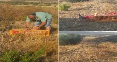 300 Φασιανοί ελευθερώθηκαν στη Λήμνο (photos)