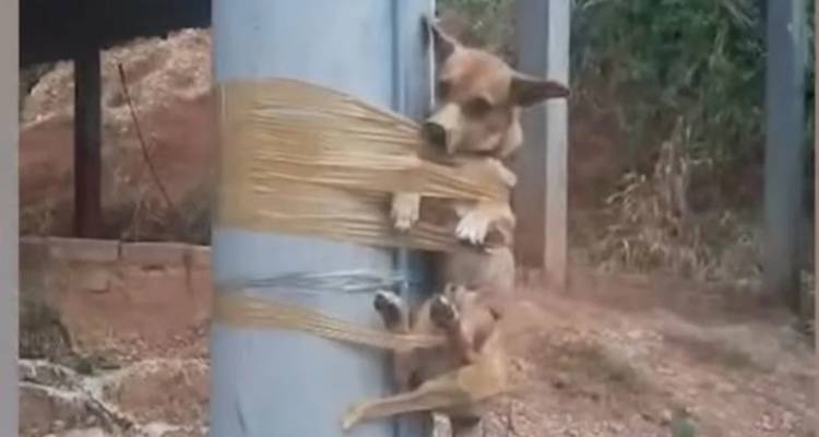 &Kappa;&tau;&eta;&nu;&omega;&delta;ί&alpha;: &Omicron;&rho;&gamma;&iota;&sigma;&mu;έ&nu;&omicron;&sigmaf; &gamma;&epsilon;ί&tau;&omicron;&nu;&alpha;&sigmaf; έ&delta;&epsilon;&sigma;&epsilon; &sigma;&kappa;&upsilon;&lambda;ά&kappa;&iota; &sigma;&epsilon; &kappa;&omicron;&lambda;ώ&nu;&alpha;, &epsilon;&pi;&epsilon;&iota;&delta;ή έ&kappa;&alpha;&nu;&epsilon; &tau;&eta;&nu; &alpha;&nu;ά&gamma;&kappa;&eta; &tau;&omicron;&upsilon; &sigma;&tau;&omicron;&nu; &kappa;ή&pi;&omicron; &tau;&omicron;&upsilon; [&beta;ί&nu;&tau;&epsilon;&omicron;]