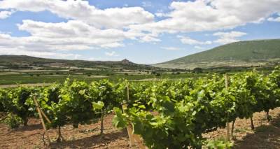 &Alpha;&upsilon;&tau;έ&sigmaf; &epsilon;ί&nu;&alpha;&iota; &omicron;&iota; &upsilon;&pi;&omicron;&chi;&rho;&epsilon;ώ&sigma;&epsilon;&iota;&sigmaf; &tau;&omega;&nu; &alpha;&mu;&pi;&epsilon;&lambda;&omicron;&upsilon;&rho;&gamma;ώ&nu; &sigma;&tau;&alpha; &pi;&lambda;&alpha;ί&sigma;&iota;&alpha; &tau;&omicron;&upsilon; &tau;&rho;ύ&gamma;&omicron;&upsilon; 2021