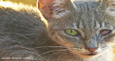 Animal Rescue Lemos: Ό&pi;&omicron;&iota;&omicron;&sigmaf; &epsilon;&pi;&iota;&theta;&upsilon;&mu;&epsilon;ί &nu;&alpha; &beta;&omicron;&eta;&theta;ή&sigma;&epsilon;&iota; &tau;&alpha; &alpha;&delta;έ&sigma;&pi;&omicron;&tau;&alpha;&hellip; (photos)