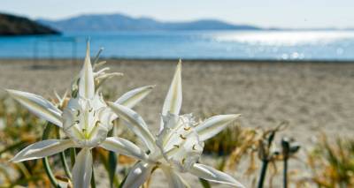 &Eta; &Lambda;ή&mu;&nu;&omicron;&sigmaf; &sigma;&tau;&eta;&nu; &pi;&rho;ώ&tau;&eta; &theta;έ&sigma;&eta; &tau;&eta;&sigmaf; Google &gamma;&iota;&alpha; &tau;&iota;&sigmaf; &phi;&epsilon;&tau;&iota;&nu;έ&sigmaf; &delta;&iota;&alpha;&kappa;&omicron;&pi;έ&sigmaf;