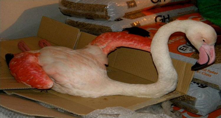 &laquo;&Alpha;&iota;ώ&nu;&iota;&alpha;&raquo; &sigma;&tau;&omicron;&upsilon;&sigmaf; &alpha;&iota;&theta;έ&rho;&epsilon;&sigmaf; &tau;&omicron; ό&mu;&omicron;&rho;&phi;&omicron; &phi;&lambda;&alpha;&mu;ί&nu;&gamma;&kappa;&omicron;