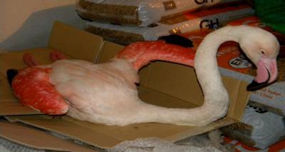 &laquo;&Alpha;&iota;ώ&nu;&iota;&alpha;&raquo; &sigma;&tau;&omicron;&upsilon;&sigmaf; &alpha;&iota;&theta;έ&rho;&epsilon;&sigmaf; &tau;&omicron; ό&mu;&omicron;&rho;&phi;&omicron; &phi;&lambda;&alpha;&mu;ί&nu;&gamma;&kappa;&omicron;