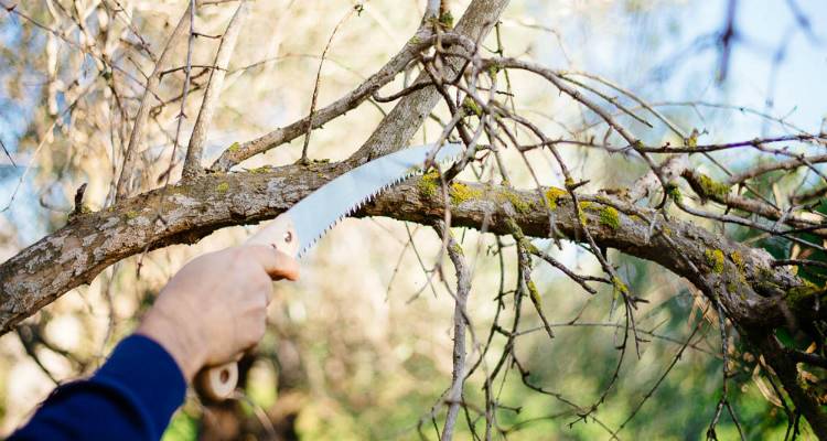 &Delta;ή&mu;&omicron;&sigmaf; &Lambda;ή&mu;&nu;&omicron;&upsilon;: &Pi;&rho;ό&sigma;&tau;&iota;&mu;&alpha; &sigma;&epsilon; ό&sigma;&omicron;&upsilon;&sigmaf; &epsilon;&nu;&alpha;&pi;&omicron;&theta;έ&tau;&omicron;&upsilon;&nu; &kappa;&lambda;&alpha;&delta;&iota;ά &sigma;&epsilon; &kappa;ά&delta;&omicron;&upsilon;&sigmaf; &alpha;&pi;&omicron;&rho;&rho;&iota;&mu;&mu;ά&tau;&omega;&nu;