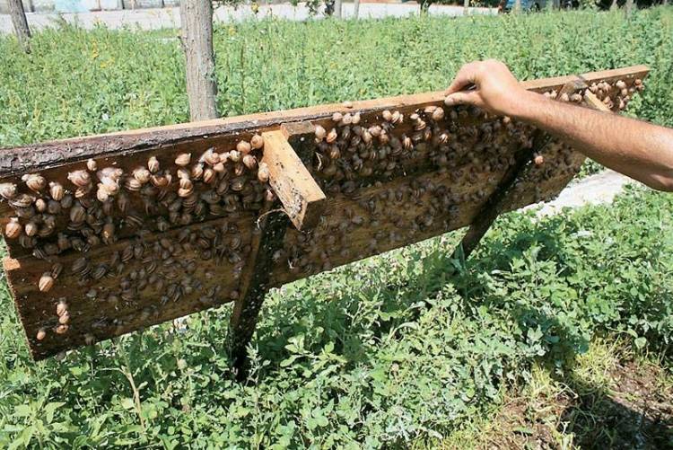 Νομική ρύθμιση ανοίγει το δρόμο για τις εγκαταστάσεις εκτροφής σαλιγκαριών