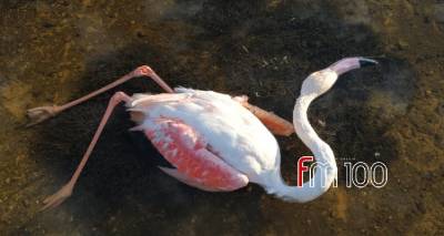 &Nu;&epsilon;&kappa;&rho;ό &phi;&lambda;&alpha;&mu;ί&nu;&gamma;&kappa;&omicron; &sigma;&tau;&eta; &Lambda;ή&mu;&nu;&omicron; (photos)