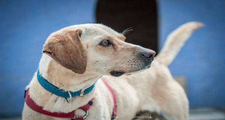 Μπαζάρ αγάπης από το Φιλοζωικό Σωματείο Λήμνου
