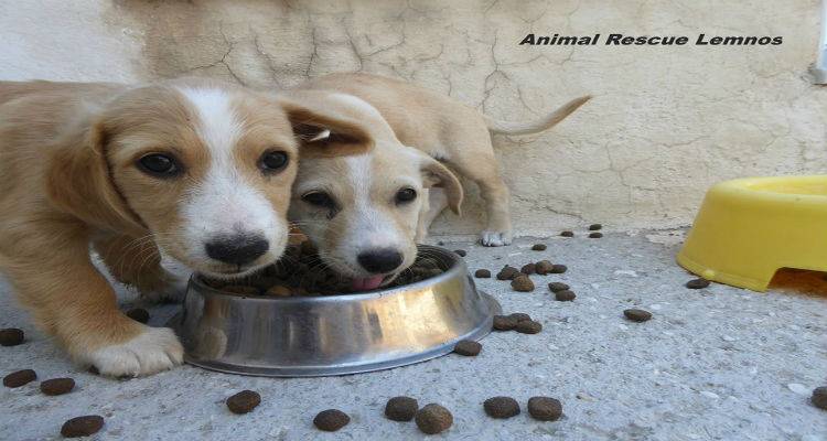 &Alpha;nimal Rescue Lemnos: &Beta;&rho;έ&theta;&eta;&kappa;&alpha;&nu; &kappa;&omicron;&upsilon;&tau;ά&beta;&iota;&alpha; &pi;&rho;&omicron;&sigmaf; &upsilon;&iota;&omicron;&theta;&epsilon;&sigma;ί&alpha; (photos)