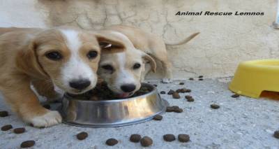 &Alpha;nimal Rescue Lemnos: &Beta;&rho;έ&theta;&eta;&kappa;&alpha;&nu; &kappa;&omicron;&upsilon;&tau;ά&beta;&iota;&alpha; &pi;&rho;&omicron;&sigmaf; &upsilon;&iota;&omicron;&theta;&epsilon;&sigma;ί&alpha; (photos)