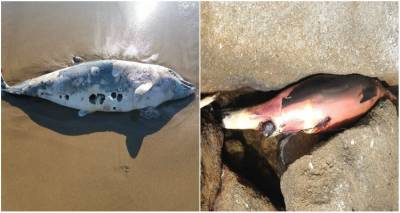 &Omicron; &Pi;&rho;. &tau;&omicron;&upsilon; &Tau;&mu;&eta;&mu;. &Epsilon;&pi;&iota;&sigma;&tau;&eta;&mu;ώ&nu; &tau;&eta;&sigmaf; &Theta;ά&lambda;&alpha;&sigma;&sigma;&alpha;&sigmaf; &tau;&omicron;&upsilon; &Pi;&alpha;&nu;. &Alpha;&iota;&gamma;&alpha;ί&omicron;&upsilon; &mu;&iota;&lambda;ά&epsilon;&iota; &sigma;&tau;&omicron;&nu; Fm 100 &gamma;&iota;&alpha; &tau;&alpha; &tau;&epsilon;&lambda;&epsilon;&upsilon;&tau;&alpha;ί&alpha; &kappa;&rho;&omicron;ύ&sigma;&mu;&alpha;&tau;&alpha; &nu;&epsilon;&kappa;&rho;ώ&nu; &delta;&epsilon;&lambda;&phi;&iota;&nu;&iota;ώ&nu; (mp3)