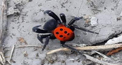 Αράχνη Πασχαλίτσα: Το σπάνιο είδος αράχνης εμφανίστηκε στη Λήμνο