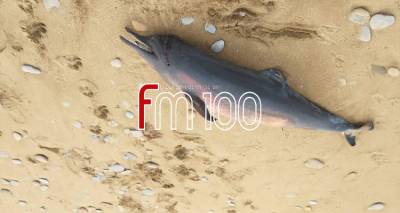 &Lambda;ή&mu;&nu;&omicron;&sigmaf;: &Nu;&epsilon;&kappa;&rho;ό &delta;&epsilon;&lambda;&phi;ί&nu;&iota; &sigma;&tau;&omicron; &Gamma;&omicron;&mu;ά&tau;&iota;