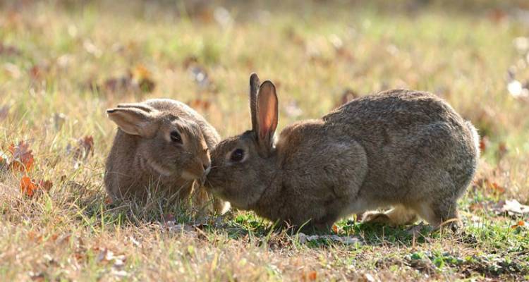 Λήμνος: Δήλωση ζημιών από άγρια κουνέλια σε καλλιέργειες βρώσιμων οσπρίων