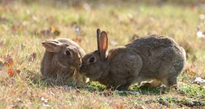 &Lambda;ή&mu;&nu;&omicron;&sigmaf;: &Delta;ή&lambda;&omega;&sigma;&eta; &zeta;&eta;&mu;&iota;ώ&nu; &alpha;&pi;ό ά&gamma;&rho;&iota;&alpha; &kappa;&omicron;&upsilon;&nu;έ&lambda;&iota;&alpha; &sigma;&epsilon; &kappa;&alpha;&lambda;&lambda;&iota;έ&rho;&gamma;&epsilon;&iota;&epsilon;&sigmaf; &beta;&rho;ώ&sigma;&iota;&mu;&omega;&nu; &omicron;&sigma;&pi;&rho;ί&omega;&nu;
