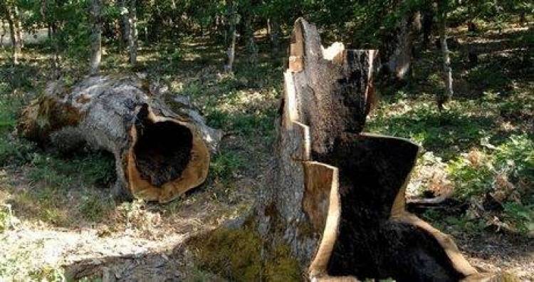 &Upsilon;&Pi;&Epsilon;&Kappa;&Alpha;: &Pi;&lambda;&alpha;&phi;ό&nu; &sigma;&tau;&alpha; &xi;ύ&lambda;&alpha; &pi;&omicron;&upsilon; &kappa;ό&beta;&omicron;&upsilon;&nu; &omicron;&iota; &pi;&omicron;&lambda;ί&tau;&epsilon;&sigmaf;