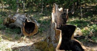 &Upsilon;&Pi;&Epsilon;&Kappa;&Alpha;: &Pi;&lambda;&alpha;&phi;ό&nu; &sigma;&tau;&alpha; &xi;ύ&lambda;&alpha; &pi;&omicron;&upsilon; &kappa;ό&beta;&omicron;&upsilon;&nu; &omicron;&iota; &pi;&omicron;&lambda;ί&tau;&epsilon;&sigmaf;