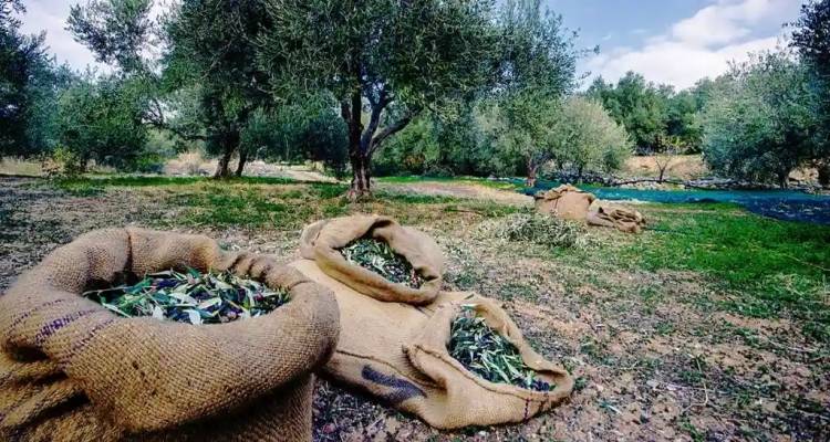 Επιστολή διαμαρτυρίας της Περιφέρειας Βορείου Αιγαίου για τις Δηλώσεις Συγκομιδής Ελαιοκάρπου