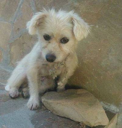 Η Φιλοζωική Λήμνου ανοίγει τις πόρτες της για το κοινό