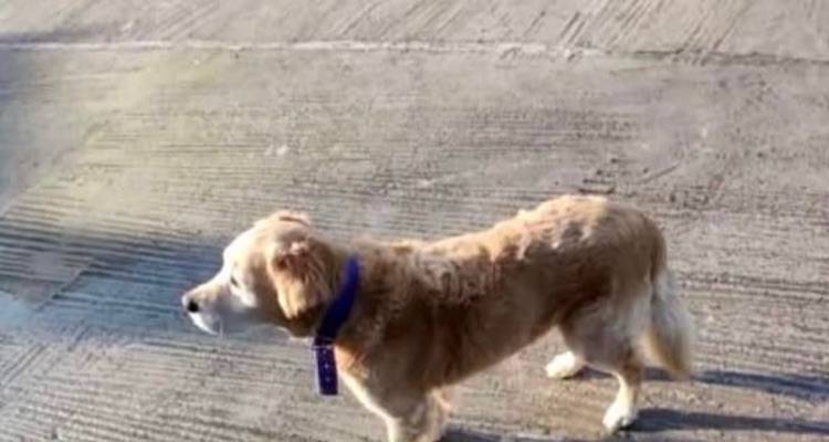 Χάθηκε! Μήπως τον έχετε δει;