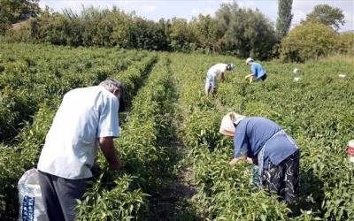 Καταβολή 32,2 εκ ευρώ σε γεωργούς και κτηνοτρόφους | Οικονομικές ενισχύσεις και σε παραγωγούς της Λήμνου