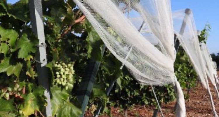 Ψεκασμοί για την καταπολέμηση της 2ης γενιάς της Ευδεμίδας προτείνει η «Ένωση» Λήμνου