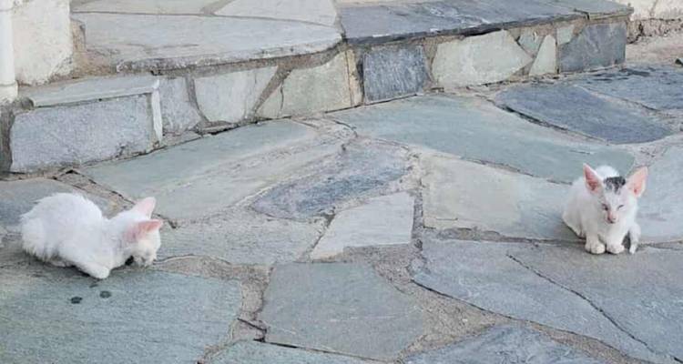 Επισκέπτες στη Λήμνο έσωσαν δύο γατάκια | Τώρα φεύγουν και με αγωνία ζητούν ένα σπιτικό  γι αυτά
