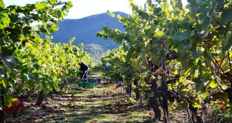 &Xi;&epsilon;&kappa;ί&nu;&eta;&sigma;&alpha;&nu; &omicron;&iota; &alpha;&iota;&tau;ή&sigma;&epsilon;&iota;&sigmaf; &gamma;&iota;&alpha; &tau;&iota;&sigmaf; &zeta;&eta;&mu;&iota;έ&sigmaf; &sigma;&tau;&alpha; &alpha;&mu;έ&lambda;&iota;&alpha; &tau;&eta;&sigmaf; &Delta;.&Epsilon; &Alpha;&tau;&sigma;&iota;&kappa;ή&sigmaf; &alpha;&pi;ό &tau;&omicron;&nu; &kappa;&alpha;ύ&sigma;&omega;&nu;&alpha;