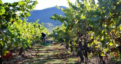 &Xi;&epsilon;&kappa;ί&nu;&eta;&sigma;&alpha;&nu; &omicron;&iota; &alpha;&iota;&tau;ή&sigma;&epsilon;&iota;&sigmaf; &gamma;&iota;&alpha; &tau;&iota;&sigmaf; &zeta;&eta;&mu;&iota;έ&sigmaf; &sigma;&tau;&alpha; &alpha;&mu;έ&lambda;&iota;&alpha; &tau;&eta;&sigmaf; &Delta;.&Epsilon; &Alpha;&tau;&sigma;&iota;&kappa;ή&sigmaf; &alpha;&pi;ό &tau;&omicron;&nu; &kappa;&alpha;ύ&sigma;&omega;&nu;&alpha;