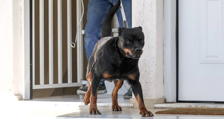 Τραγωδία στα Γλυκά Νερά: To ροντβάιλερ «ζήλευε» το βρέφος