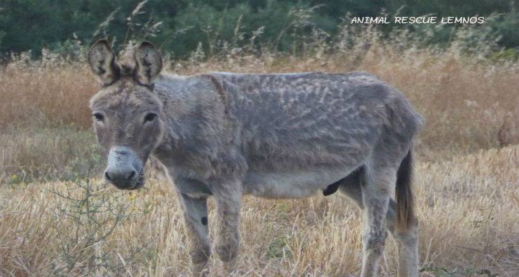 To Animal Rescue Lemnos ενημερώνει για τον εγκαταλελειμμένο γαϊδαράκο