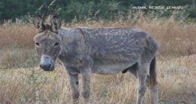 To Animal Rescue Lemnos ενημερώνει για τον εγκαταλελειμμένο γαϊδαράκο