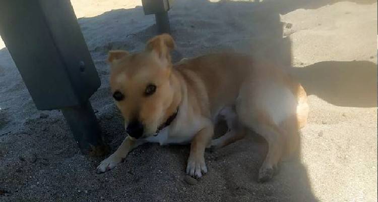 Βρέθηκε το σκυλί της φωτογραφίας στον Ρωμέικο Γιαλό