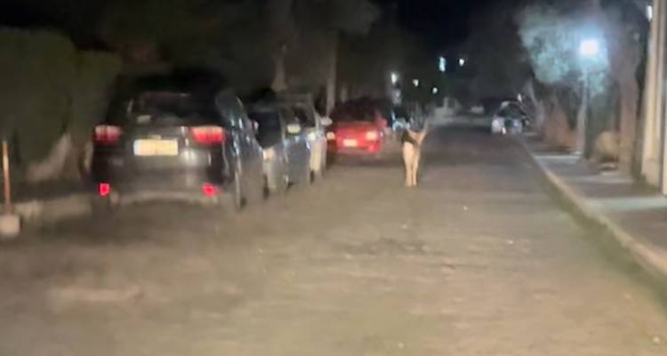 Βραδινός περιπατητής «απολαμβάνει» τη Σαββατιάτικη βόλτα του στα σοκάκια της Μύρινας (video)