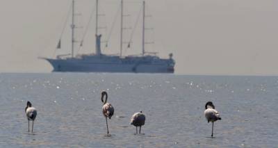 &Tau;&sigma;&alpha;&tau;&rho;&alpha;&phi;ύ&lambda;&lambda;&iota;&alpha;&sigmaf; &gamma;&iota;&alpha; &kappa;&alpha;&iota;&rho;ό: &Upsilon;&pi;&omicron;&tau;&rho;&omicron;&pi;&iota;&kappa;ό&sigmaf; &alpha;&epsilon;&rho;&omicron;&chi;&epsilon;ί&mu;&alpha;&rho;&rho;&omicron;&sigmaf; &phi;έ&rho;&nu;&epsilon;&iota; &alpha;&phi;&rho;&iota;&kappa;&alpha;&nu;&iota;&kappa;ή &zeta;έ&sigma;&tau;&eta; | &Pi;&omicron;&iota;&epsilon;&sigmaf; &theta;&alpha; &epsilon;ί&nu;&alpha;&iota; &omicron;&iota; &pi;&iota;&omicron; &theta;&epsilon;&rho;&mu;έ&sigmaf; &eta;&mu;έ&rho;&epsilon;&sigmaf;