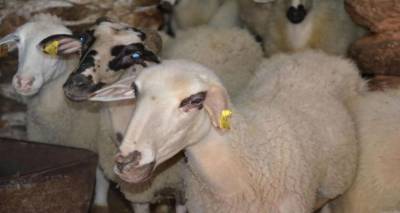 Νέα νόσος στα πρόβατα της Λήμνου που μπορεί να προσβάλει τον άνθρωπο