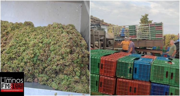 &Sigma;&tau;&omicron; &laquo;&phi;&omicron;&upsilon;&lambda;&raquo; &omicron;&iota; &mu;&eta;&chi;&alpha;&nu;έ&sigmaf; &sigma;&tau;&alpha; &omicron;&iota;&nu;&omicron;&pi;&omicron;&iota;&epsilon;ί&alpha; &tau;&eta;&sigmaf; &Lambda;ή&mu;&nu;&omicron;&upsilon; (photos + video)