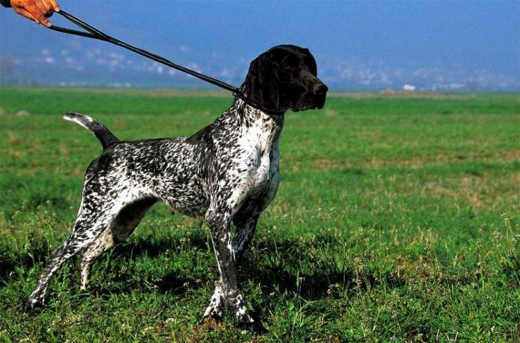 «Αξιολόγηση μορφολογίας σκύλων κυνηγετικών φύλων» στη Λήμνο